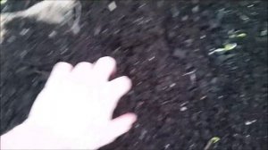 Разведение червей. Кормление зеленью