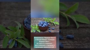 Лучшие сорта жимолости в Мире!!!