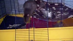 Pet rat Perl has had enough!!