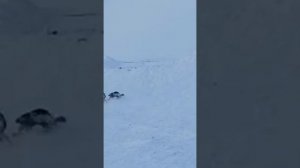 рассамаха нападает на волков