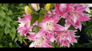 ЛИЛИИ ЦВЕТУТ В СЕНТЯБРЕ