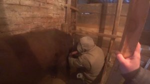 Мясо некастрированного вьетнамского хряка. Поение кроликов зимой. Отвязался бык.