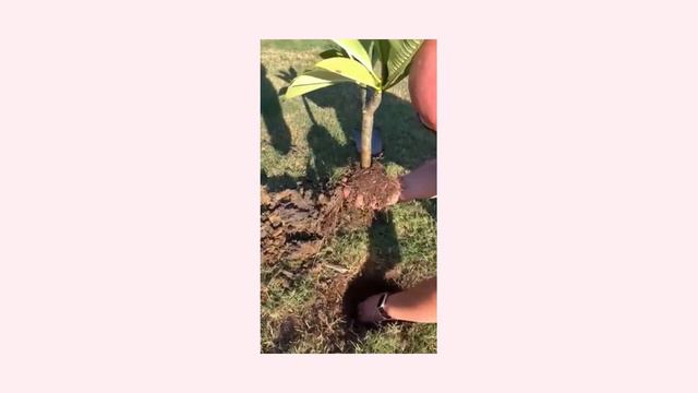 Planting a Plumeria смотреть онлайн