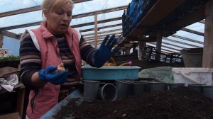 Крокус к 8марта.(( посадка...