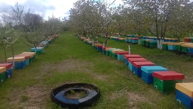 Пасека#добрые пчелы!!#Мой брат на пасеке# смотреть онлайн