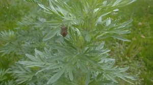 ПОЛЫНЬ,СПАСИБО,КРАСАВИЦА