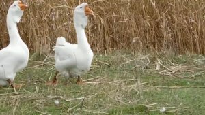 Холмогорские гуси Игоря с Курахово Гусак и  переярая гусыня