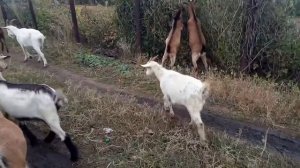 Козлята не пьют воду из ведра