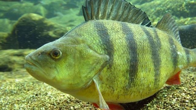 Топ 5 самых больших пойманных окуней в мире. Самый большой когда либо выловленный окунь