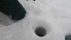 Ловля окуня для жерлиц на верхоплавку