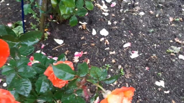 Роза Черная Магия (Black Magic) , Супер Трупер (Super Trouper), Benjamin Britten - Бенжамин Бриттен смотреть онлайн