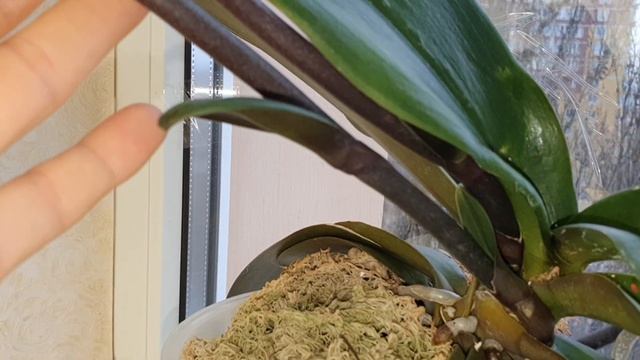 Интрига раскрыта???Что же растит Орхидея "Голден Бьюти"? смотреть онлайн