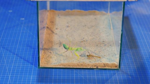 Защитят ли 100 ПЧЁЛ МАТКУ от БОГОМОЛА? смотреть онлайн