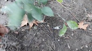 Первый урожай Лимона выращенный в открытом грунте без укрытия