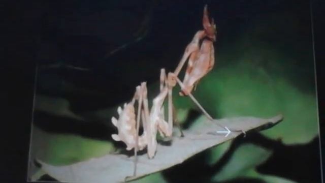 Загадочное насекомое богомол (богомол 2) смотреть онлайн