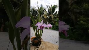 Laelia canhamiana 'Azure Sky'