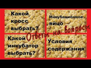 ВЫБОР КРОССА / НАПОЛЬНОЕ СОДЕРЖАНИЕ БРОЙЛЕРА /МИОПАТИЯ / НЕКРОЗ ТКАНЕЙ / ЗЕЛЕНОЕ МЯСО У БРОЙЛЕРА
