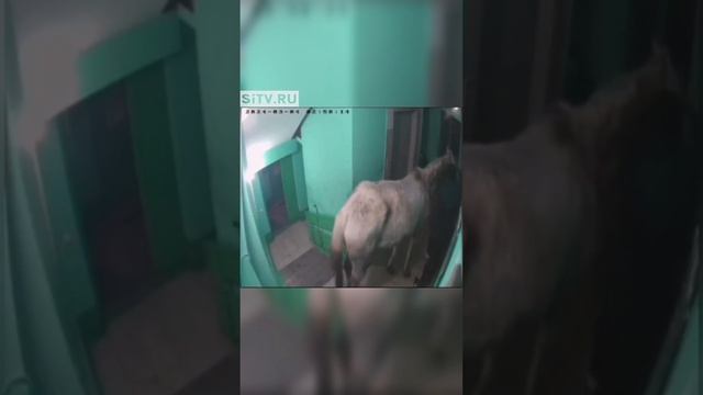 Принц на белом коне» Мужчина привел в квартиру лошадь в подарок жене