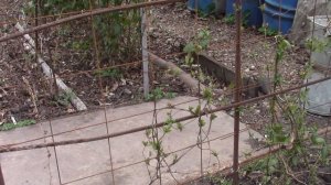 Размножение жимолости каприфоль укоренёнными черенками.