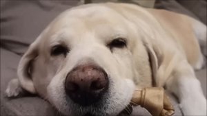 Дядя не трогай Мисси!!!