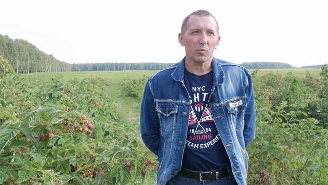 Нельзя выращивать два урожая малины. Как получить большой урожай ремонтантной малины.