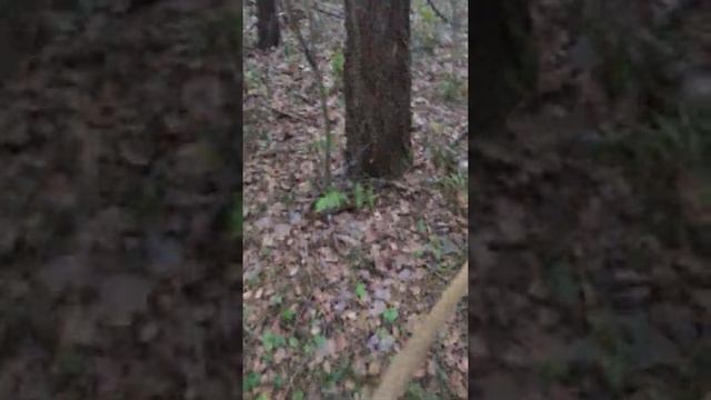 УЧИМ СОБАКУ КОМАНДЕ «ИЩИ». НЕМЕЦКАЯ ОВЧАРКА ЗОНАРНОГО ОКРАСА. ИЩЕМ МЯЧ. ДОЧЬ ФАСТЫ. смотреть онлайн