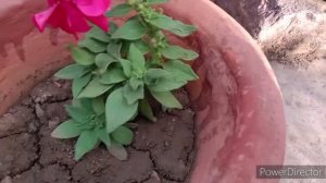 Grow Double Petal Petunia Very Easily !!🌱