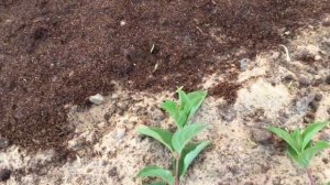 Какие гортензии у меня в саду. Черенкую метельчатые гортензии.