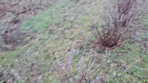 Смородина Ядреная: моя посадка, достоинства, недостатки