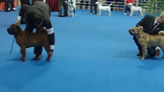Especializada Raza Shar Pei- Expo Nuestros Perros смотреть онлайн