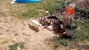 Стоит ли пасынковать огурцы. Жара. На кухне