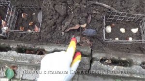 Посадка тюльпанов по всем правилам и с защитой от грызунов