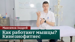 Как работают мышцы. Онлайн-курс Кинезиофитнес. Максимов Андрей