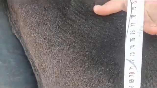 ПЛЕМЕННОЙ КОЧКОР С ЛИНИЕЙ 0777959547 смотреть онлайн