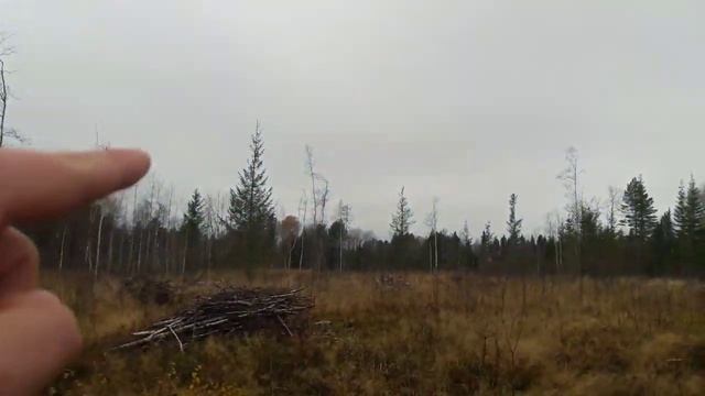 Лес для строительства. Делянка в лесу
