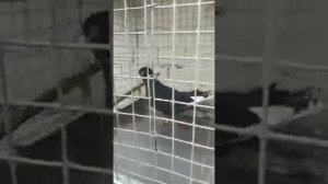 "Пикирующие складчатые голуби"Адана