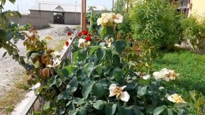 В Узбекистане розы расцветали ,Узбда атиргуллар гуллади .