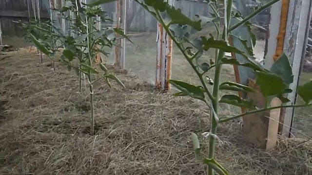 Мульчирование помидоров смотреть онлайн