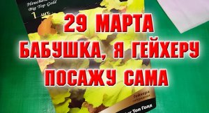 29 марта. Бабушка, я гейхеру сама посажу