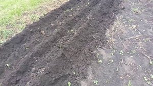 посадка чеснока под мотоблок мб-1