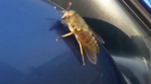 Что это? Овод или слепень? Кто шарит?