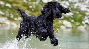 Американский Водяной Спаниель.