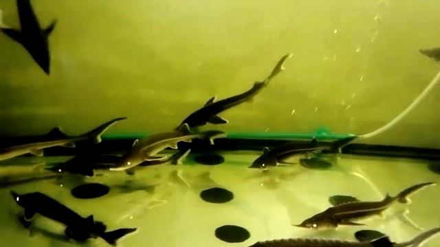 Стерлядь в аквариуме Новосибирска