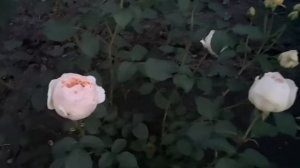 Роза Джуд зе Обскур. Вечернее время.
