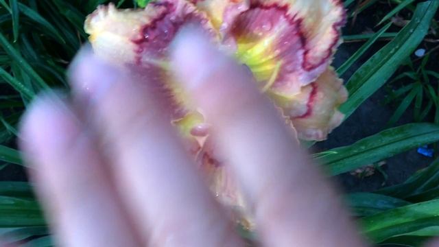 Лилейник TRANQUIL TIGER смотреть онлайн