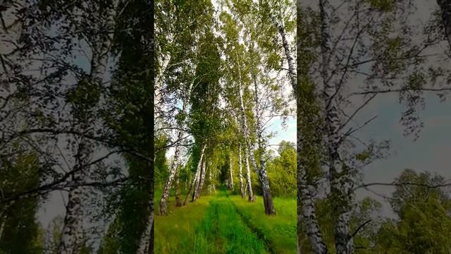 Улыбнулись сонные березки,  Растрепали шелковые косы.  Шелестят зеленые сережки,