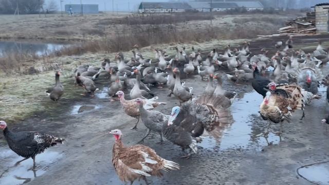 15-11-2023 смотреть онлайн