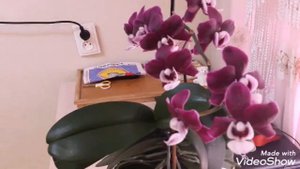Моя Каода стала ароматной!/Орхидея Алладин/ Фитолампы Минифермер/корни растут/цветы цветут