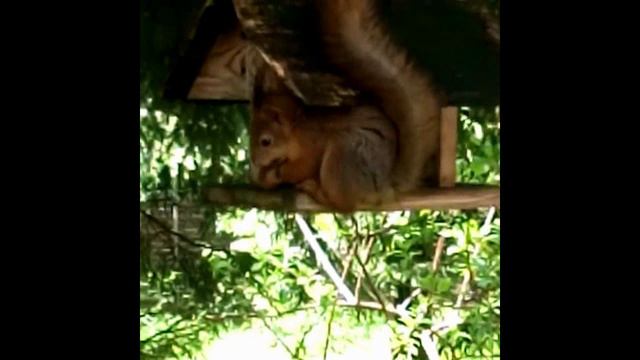 коты и белка