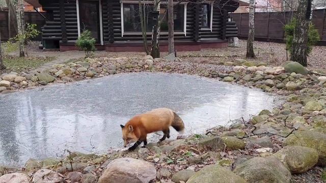 ЛИ СЯО. Алиса - Лиса. Прогулка по льду. смотреть онлайн
